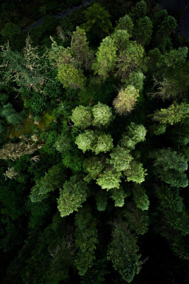Aerial Forest Canopy View - Related OpersCraft wallpaper
