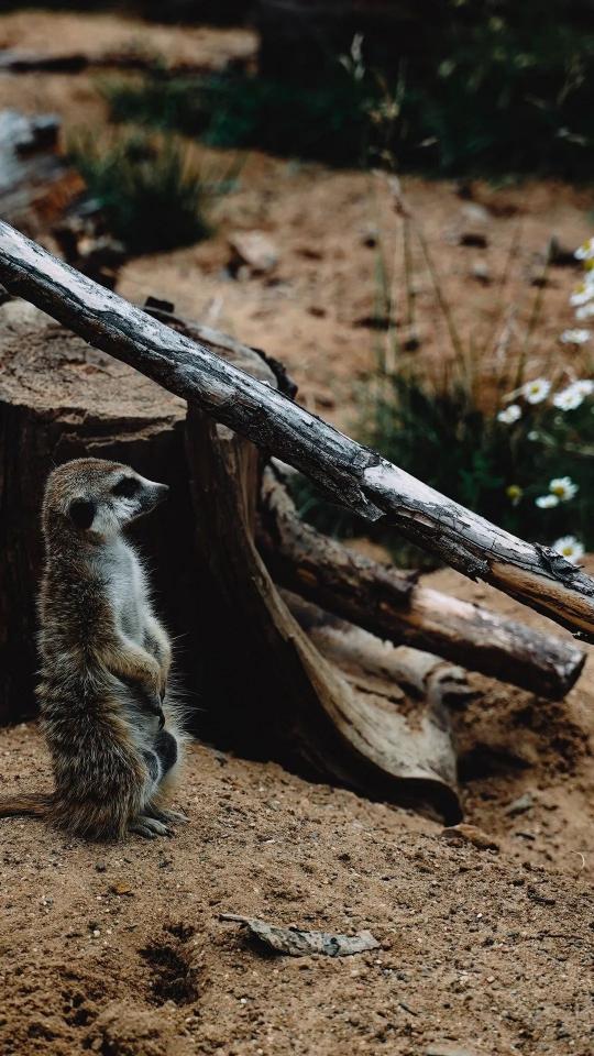 Alert Meerkat Lookout - Related OpersCraft wallpaper