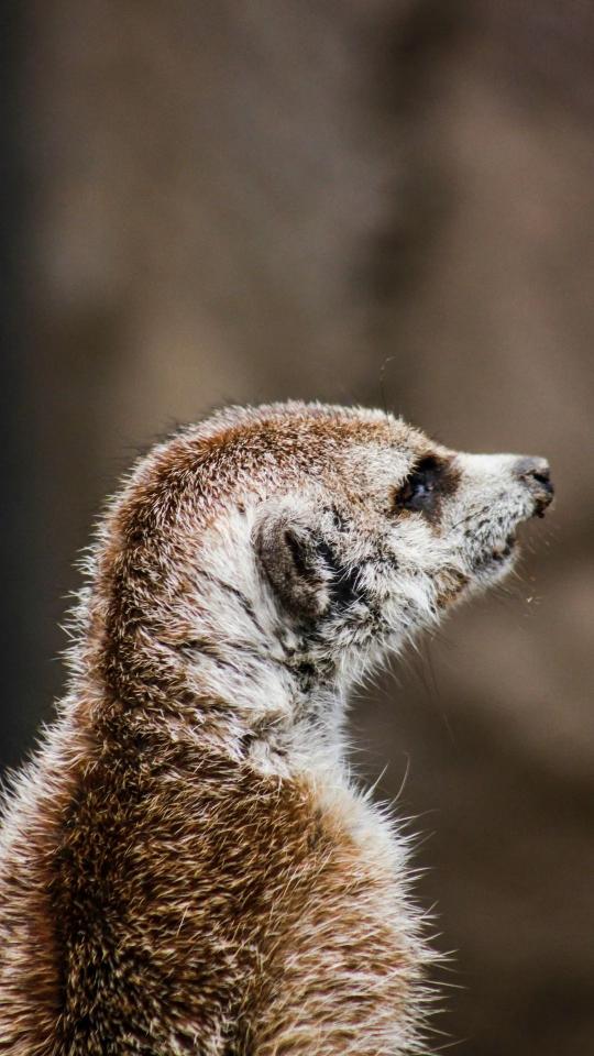 Alert Meerkat Profile - Related OpersCraft wallpaper