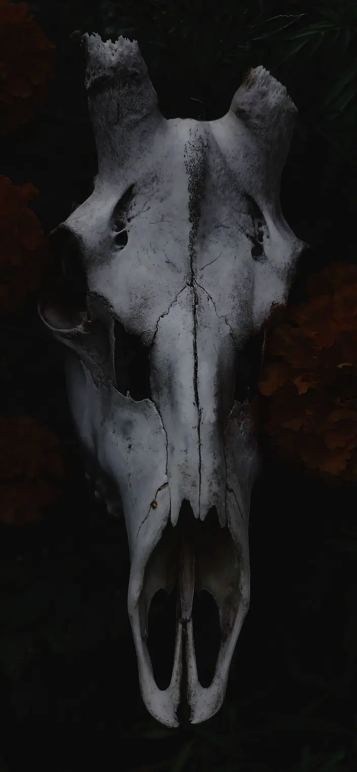 Animal Skull Still Life - Related OpersCraft wallpaper