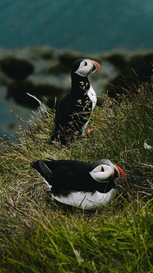 Atlantic Puffins in Iceland - Related OpersCraft wallpaper