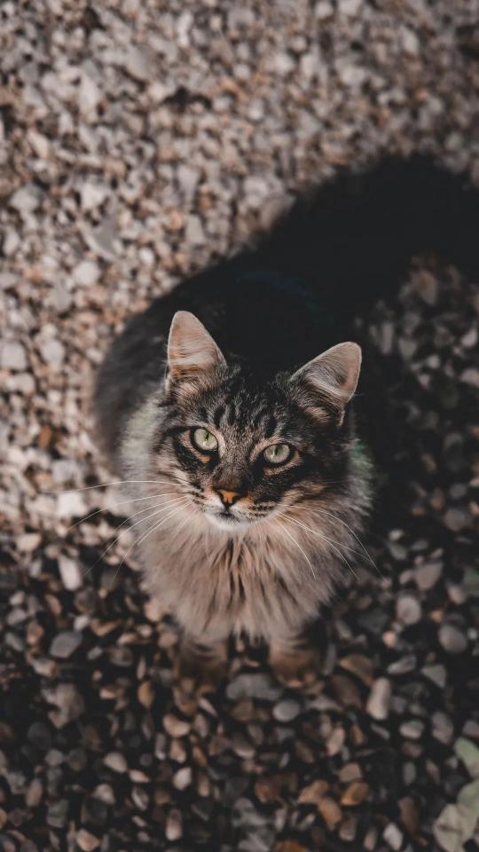 Attentive Feline Portrait - Related OpersCraft wallpaper