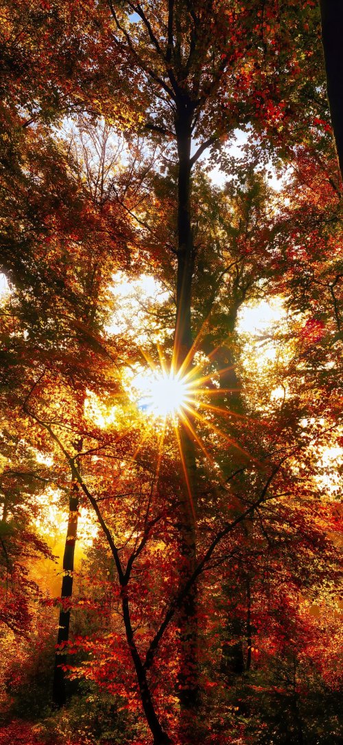 Autumn Forest Sunburst