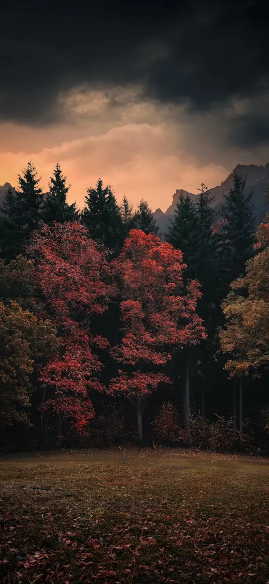 Autumn Forest Sunset Glow - Related OpersCraft wallpaper