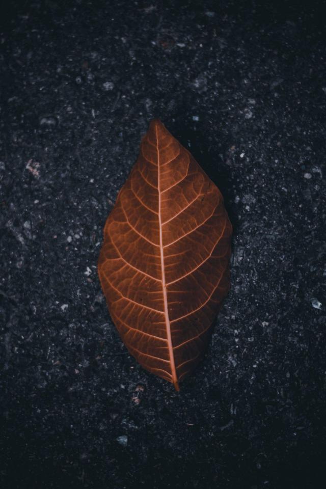 Autumn Leaf on Asphalt
