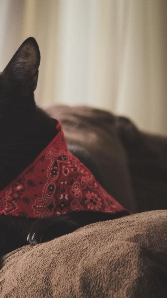 Bandana Cat Nap - Related OpersCraft wallpaper