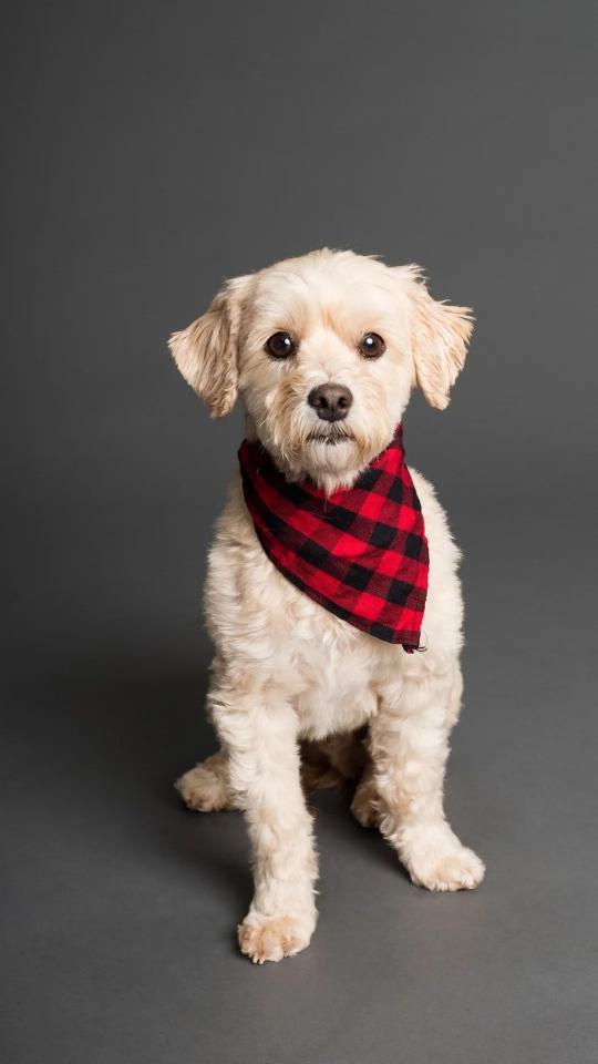 Bandana Dog Portrait - Related OpersCraft wallpaper