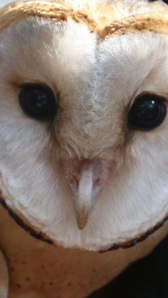 Barn Owl Close-Up