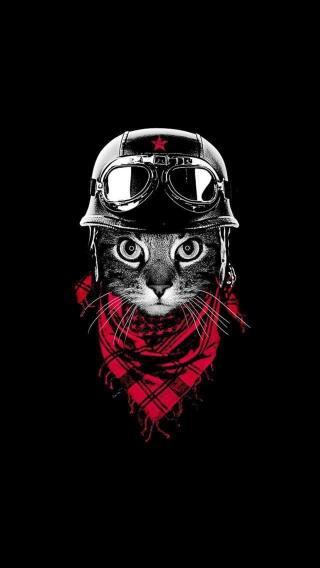 Biker Cat Portrait - animals Wallpaper