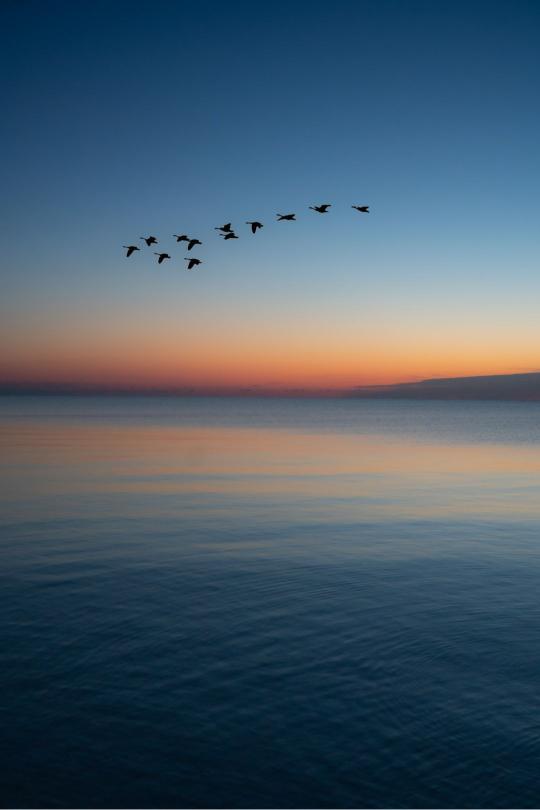 Birds Over Calm Water - Related OpersCraft wallpaper