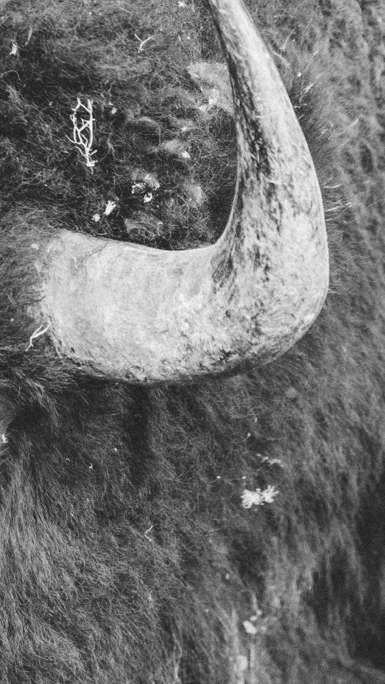 Bison Horn Close-Up - random Wallpaper