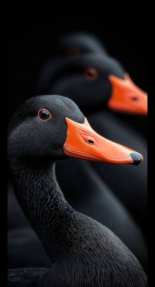 Black Bird Orange Beak - birds Wallpaper