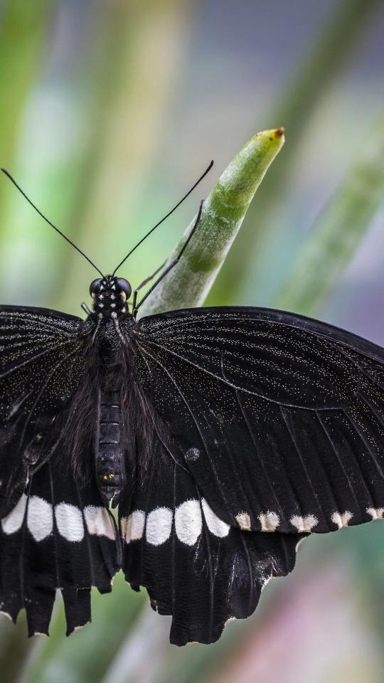Black Butterfly Close-Up - Related OpersCraft wallpaper