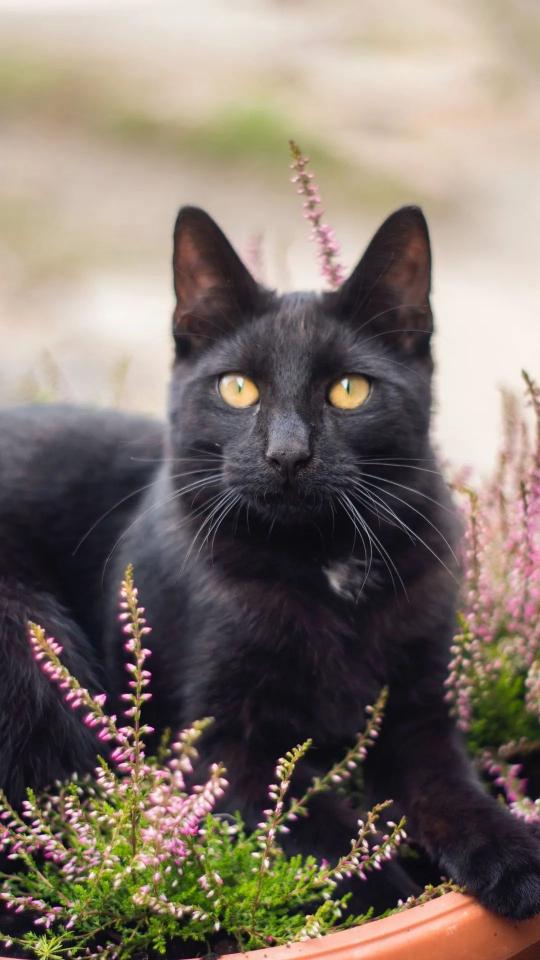 Black Cat in Flowers - Related OpersCraft wallpaper