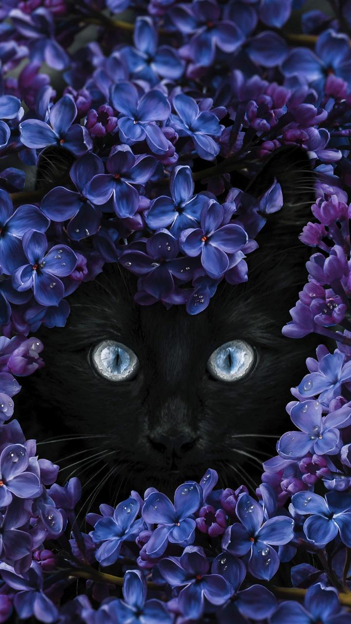 Black Cat Lilac Bloom - Related Desktop & Laptop wallpaper