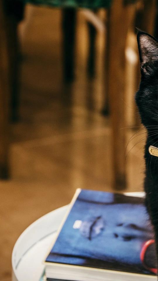 Black Cat Peek - Related StockWalls wallpaper
