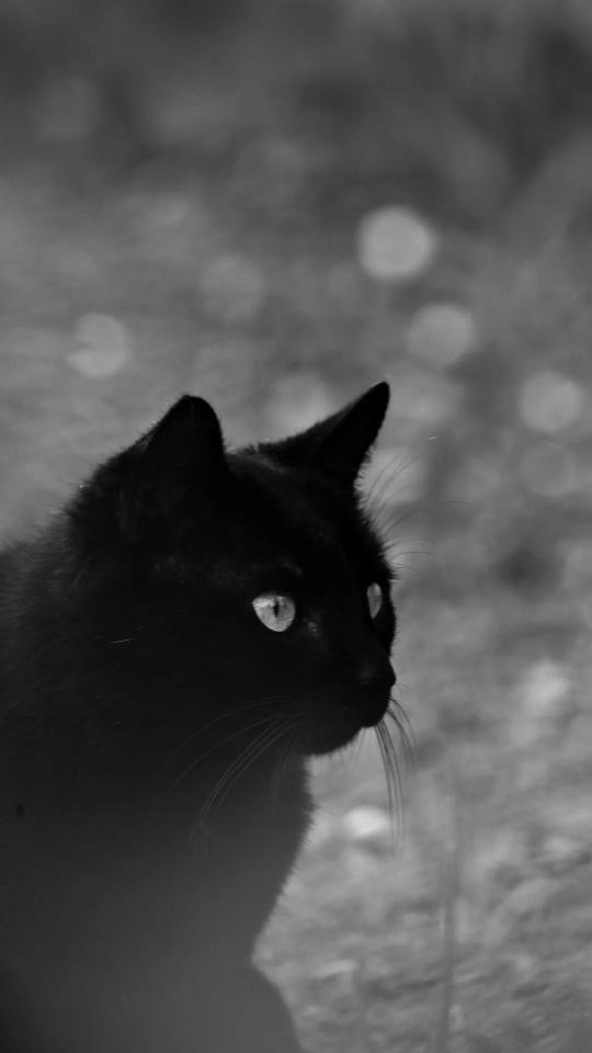 Black Cat Portrait - Related Darkify wallpaper