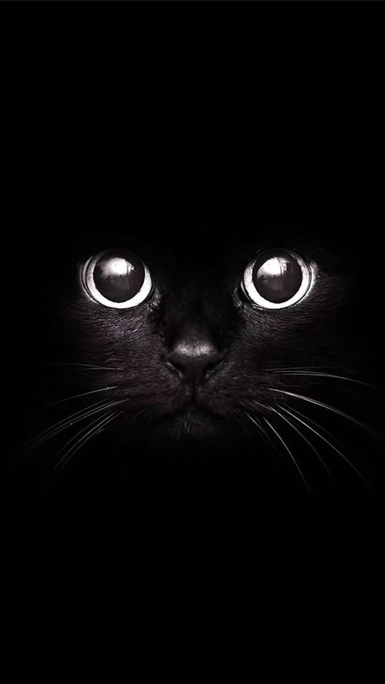 Black Cat Stare - Related OpersCraft wallpaper