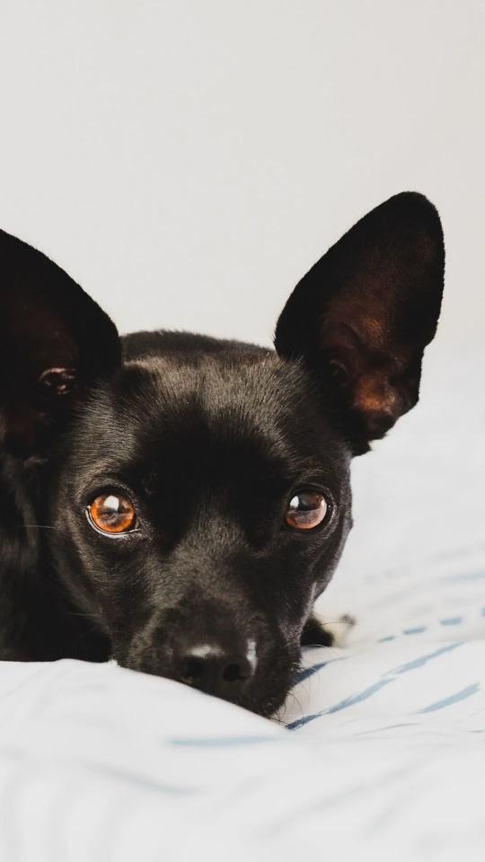 Black Dog Portrait - Related Darkify wallpaper