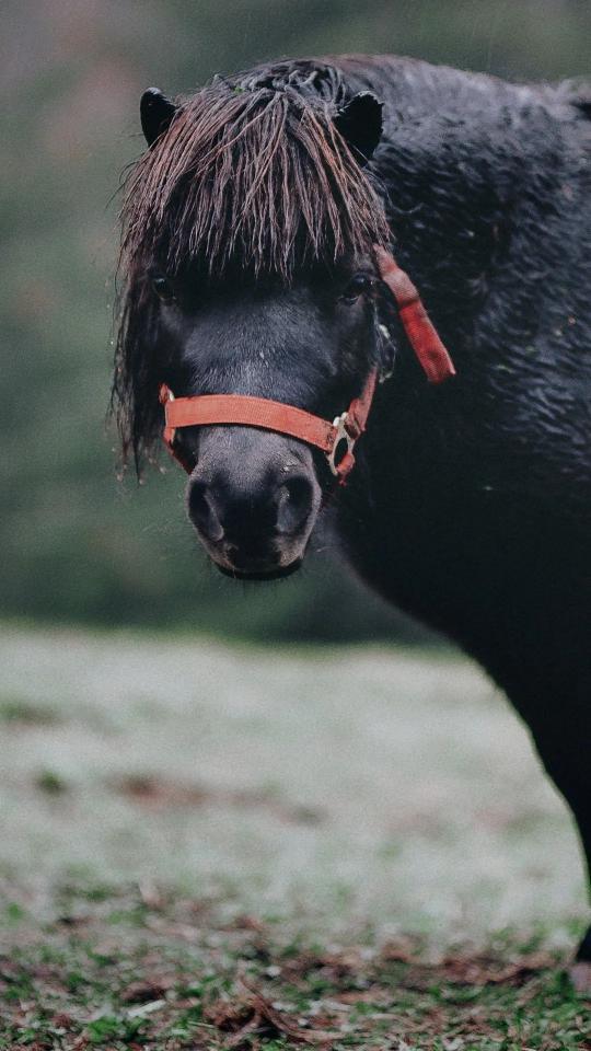 Black Horse Portrait