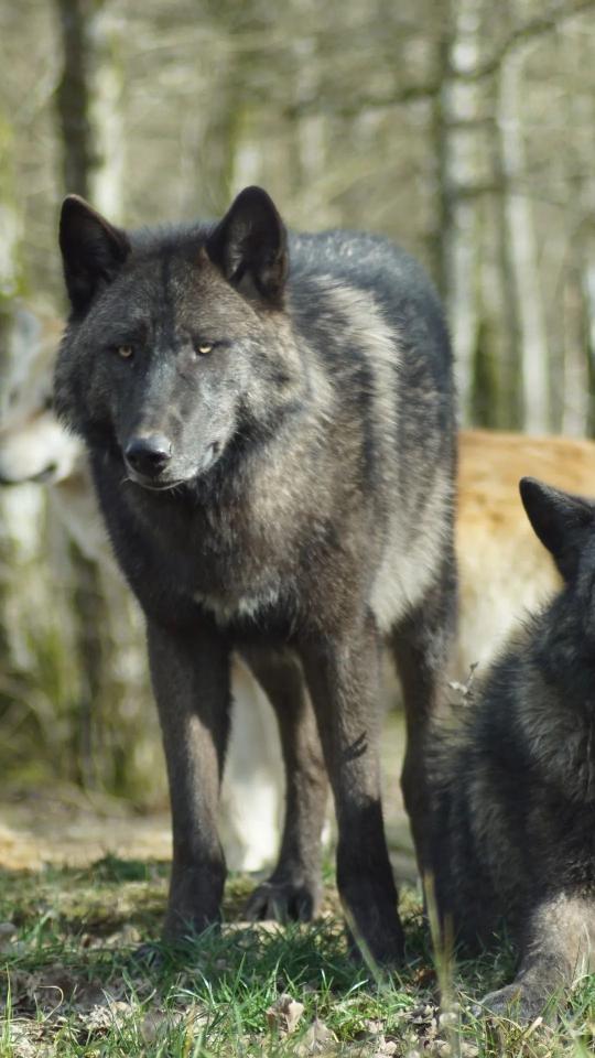 Black Wolf Stare - Related OpersCraft wallpaper