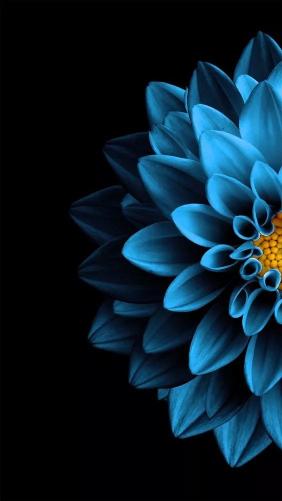 Blue Dahlia on Black - Related OpersCraft wallpaper