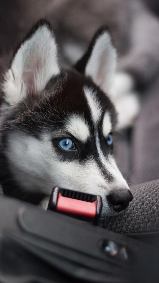 Blue-Eyed Husky Puppy - Related StockWalls wallpaper