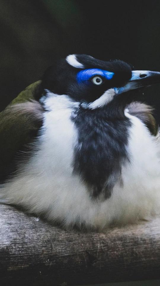 Blue-Faced Honeyeater Portrait - Related StockWalls wallpaper