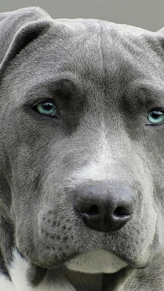 Blue Pitbull Close-Up - Related OpersCraft wallpaper