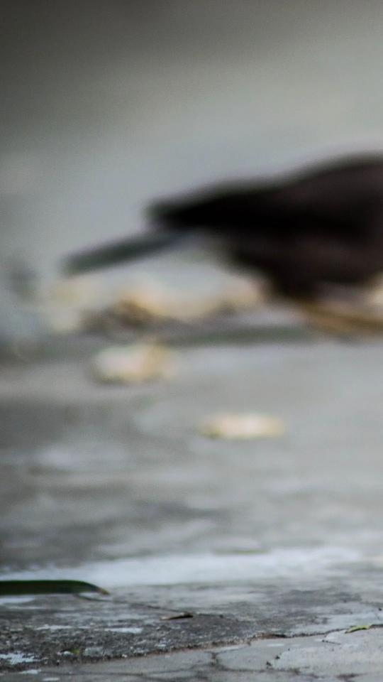 Blurred Bird on Concrete - Related OpersCraft wallpaper
