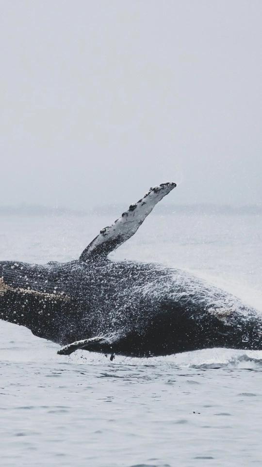 Breaching Humpback Whale