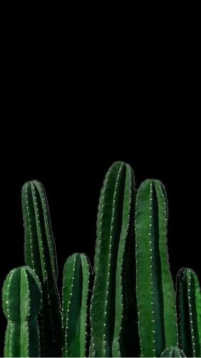 Cactus on Black Backdrop