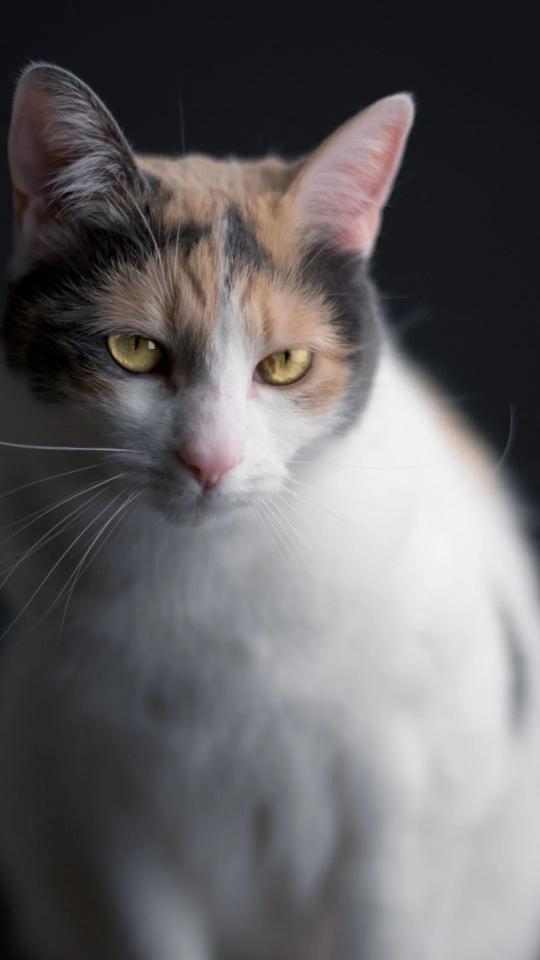 Calico Cat Intense Gaze - Related OpersCraft wallpaper