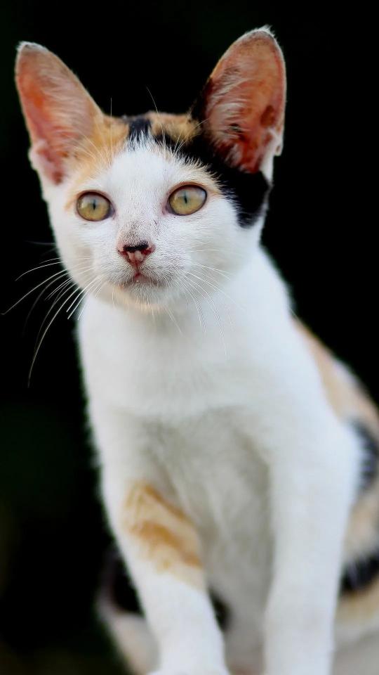 Calico Cat Portrait - Related OpersCraft wallpaper