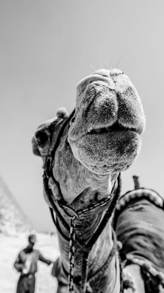 Camel Close-Up in Egypt - animals Wallpaper