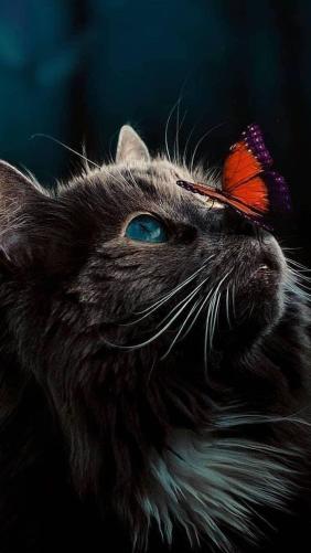 Cat and Butterfly - Related OpersCraft wallpaper