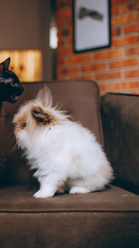 Cat and Rabbit Confrontation - Related OpersCraft wallpaper
