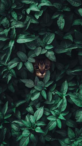 Cat in Greenery Peek - Related OpersCraft wallpaper