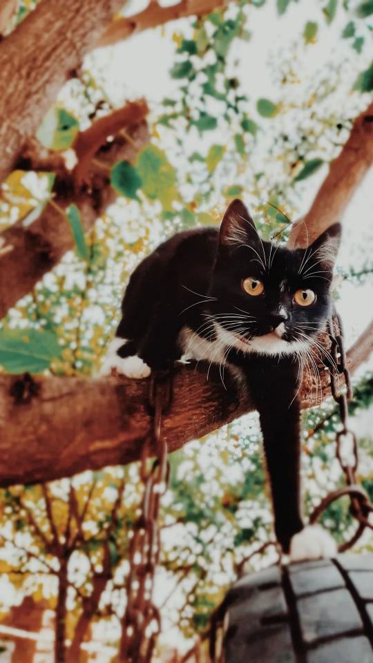 Cat on a Tree - Related OpersCraft wallpaper