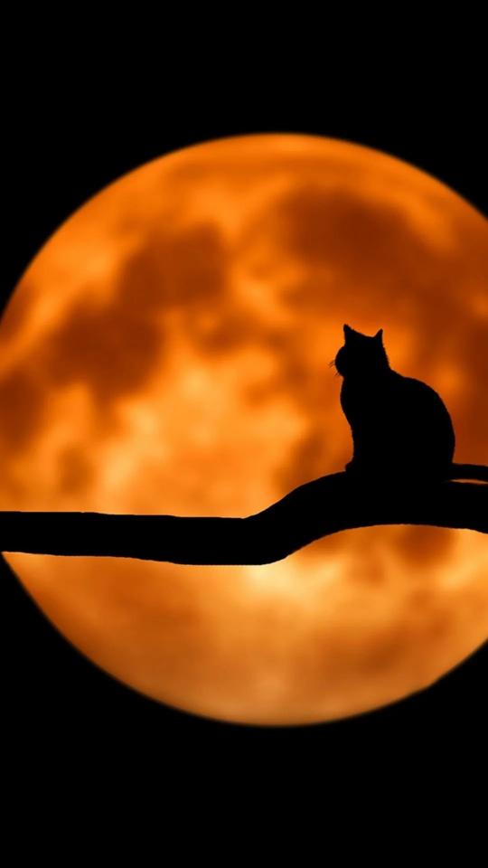 Cat Silhouette Moon - Related OpersCraft wallpaper