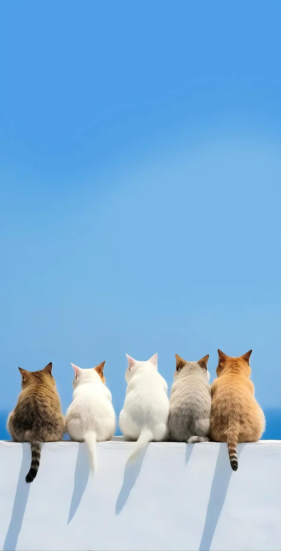 Cats on a Wall - Related OpersCraft wallpaper