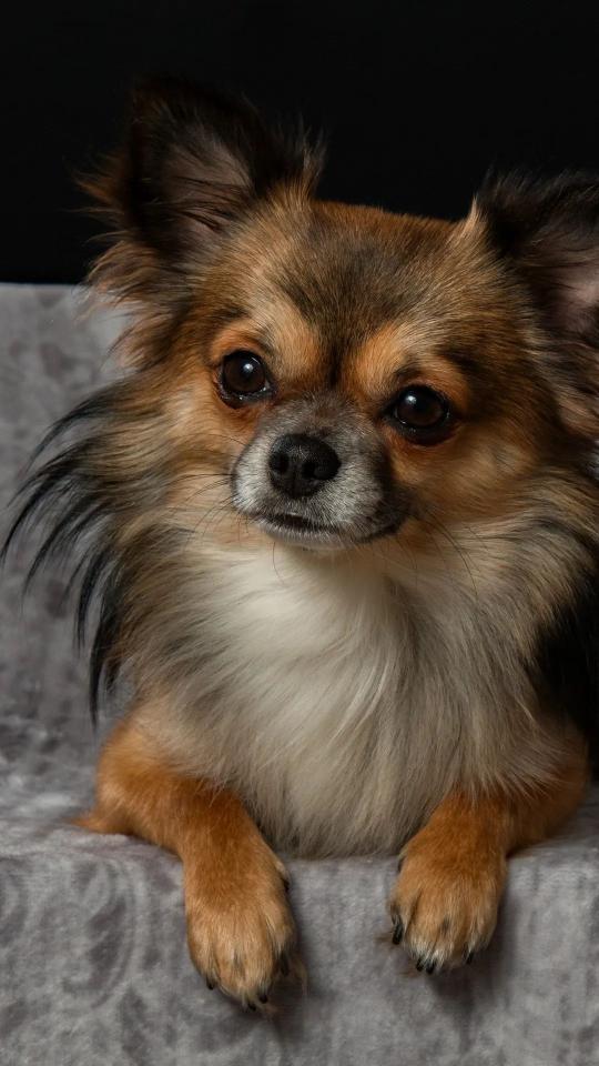 Chihuahua Portrait