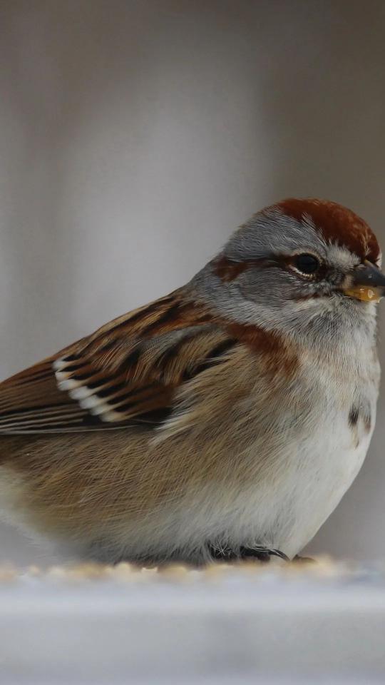 Chipping Sparrow Portrait - Related OpersCraft wallpaper
