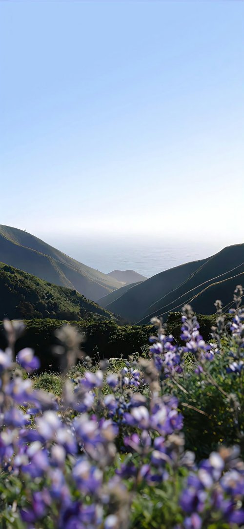 Coastal Lupine Valley View - Related StockWalls wallpaper