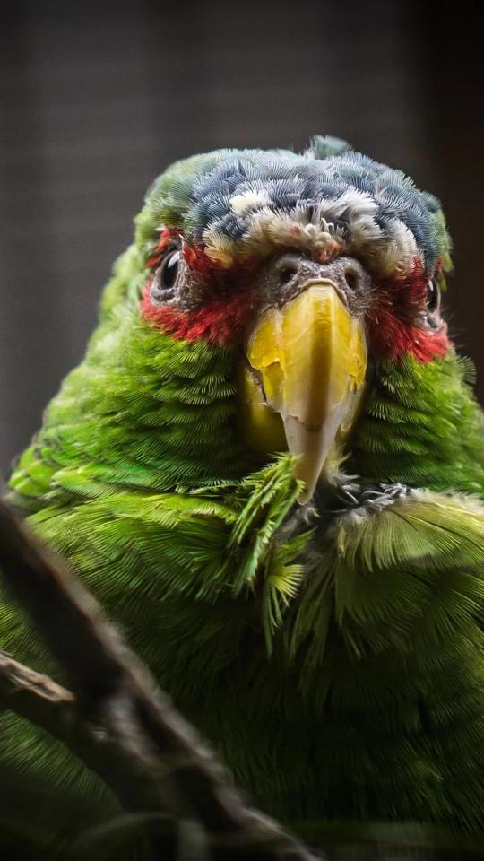 Colorful Parrot Portrait - Related StockWalls wallpaper