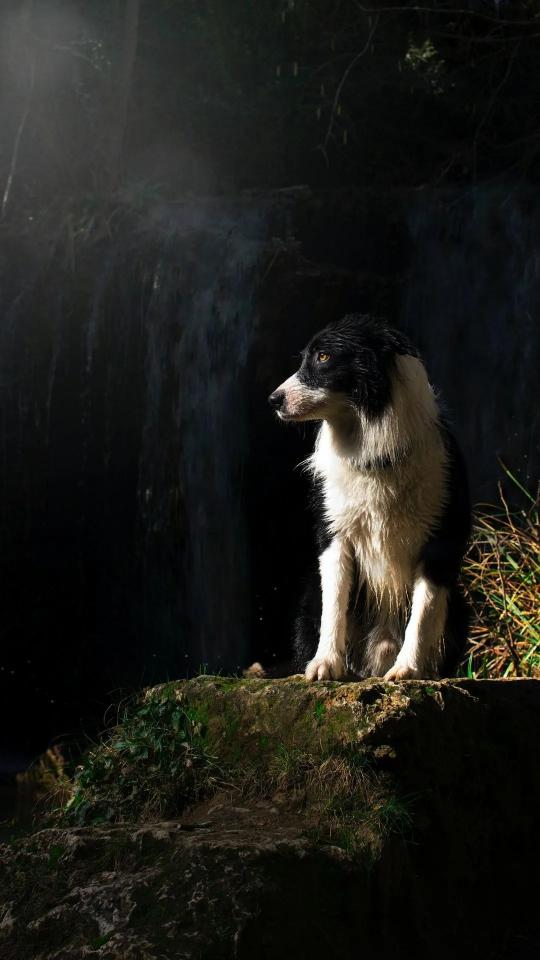Contemplative Border Collie Portrait - Related OpersCraft wallpaper