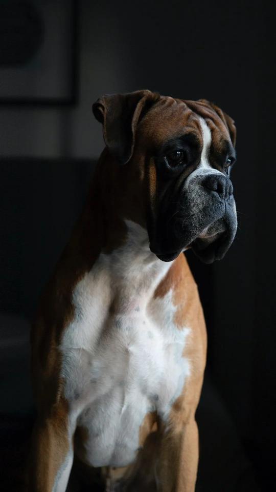 Contemplative Boxer Portrait - Related OpersCraft wallpaper