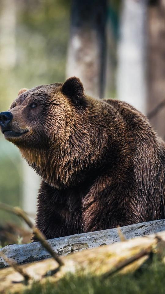 Contemplative Brown Bear Portrait - Related OpersCraft wallpaper