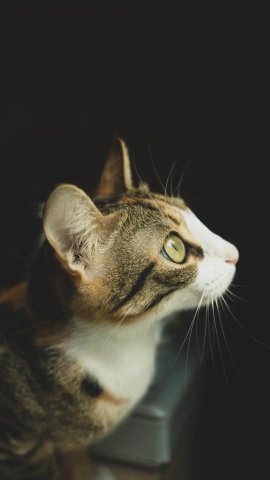 Contemplative Calico Cat - Related OpersCraft wallpaper
