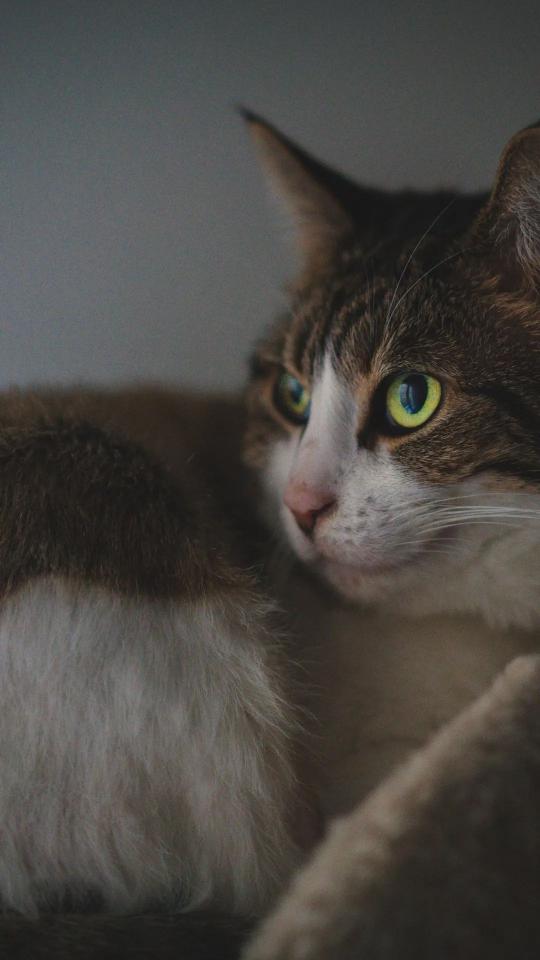 Contemplative Cat Portrait - Related OpersCraft wallpaper